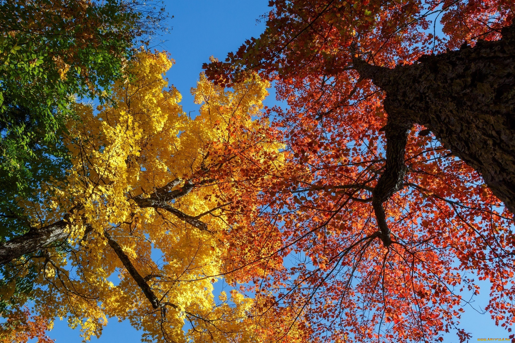 Осенние кроны деревьев